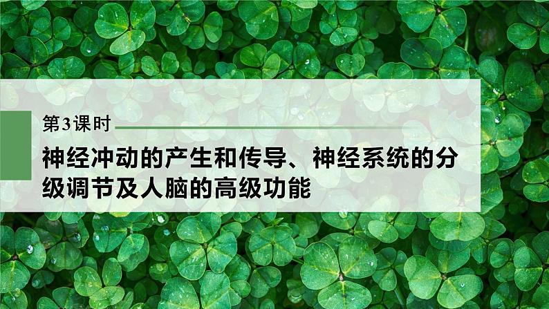 新人教新高考生物一轮复习课件  第8单元 第3课时　神经冲动的产生和传导、神经系统的分级调节及人脑的高级功能第3页