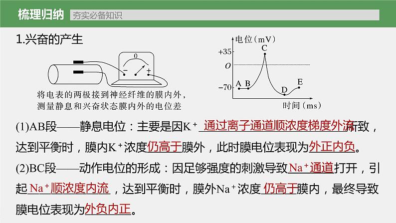 新人教新高考生物一轮复习课件  第8单元 第3课时　神经冲动的产生和传导、神经系统的分级调节及人脑的高级功能第7页