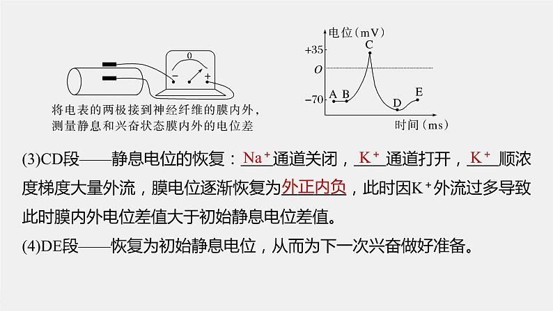 新人教新高考生物一轮复习课件  第8单元 第3课时　神经冲动的产生和传导、神经系统的分级调节及人脑的高级功能第8页