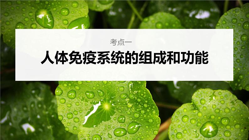 新人教新高考生物一轮复习课件  第8单元 第6课时　免疫调节06