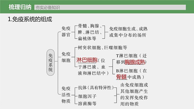 新人教新高考生物一轮复习课件  第8单元 第6课时　免疫调节07