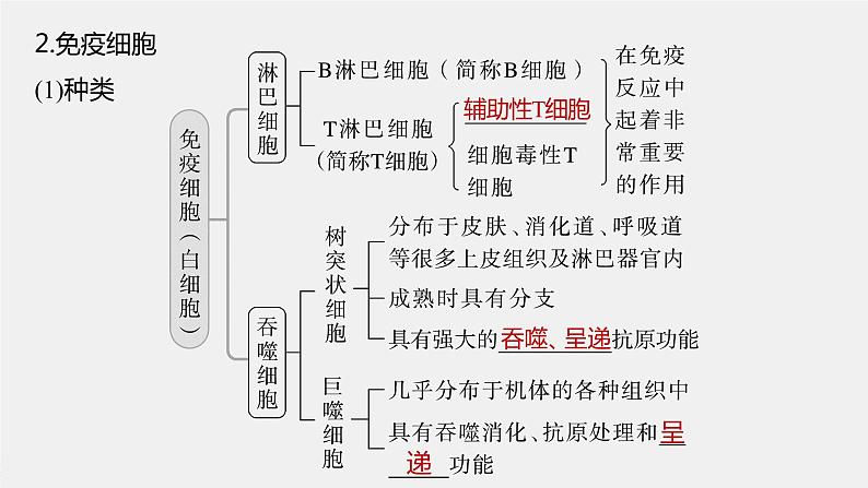 新人教新高考生物一轮复习课件  第8单元 第6课时　免疫调节08