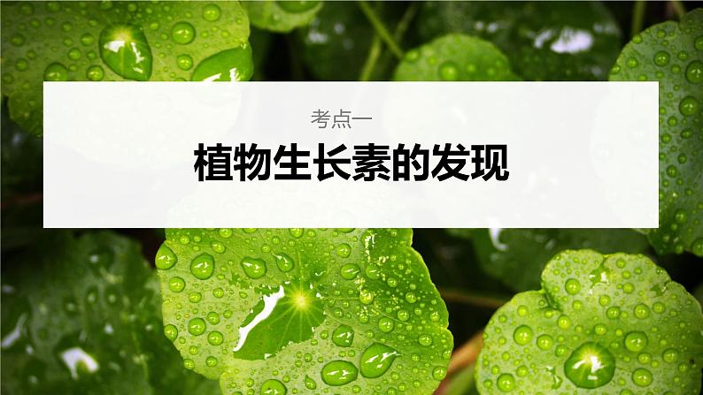 新人教新高考生物一轮复习课件  第8单元 第8课时　植物生长素及其生理作用06