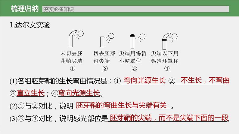 新人教新高考生物一轮复习课件  第8单元 第8课时　植物生长素及其生理作用07