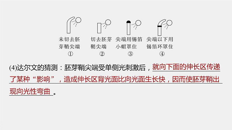 新人教新高考生物一轮复习课件  第8单元 第8课时　植物生长素及其生理作用08