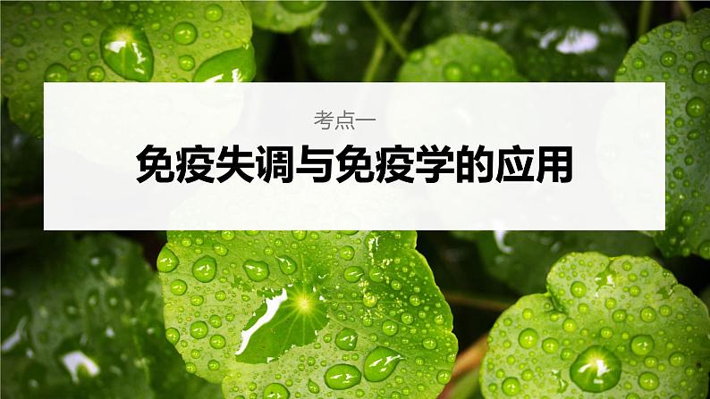 新人教新高考生物一轮复习课件  第8单元 第7课时　免疫失调和免疫学的应用06