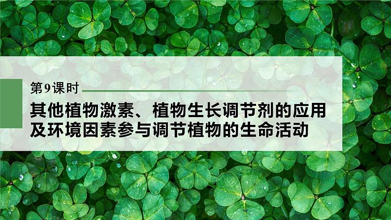 新人教新高考生物一轮复习课件  第8单元 第9课时　其他植物激素、植物生长调节剂的应用及环境因素参与调节植物的生命活动03