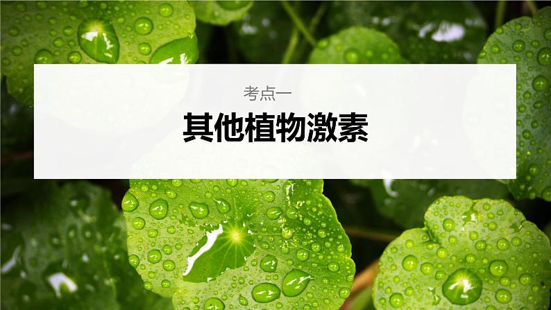 新人教新高考生物一轮复习课件  第8单元 第9课时　其他植物激素、植物生长调节剂的应用及环境因素参与调节植物的生命活动06