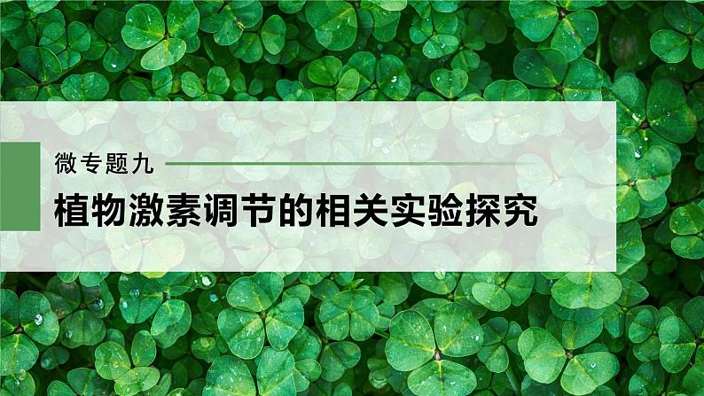 新人教新高考生物一轮复习课件  第8单元 微专题九　植物激素调节的相关实验探究03