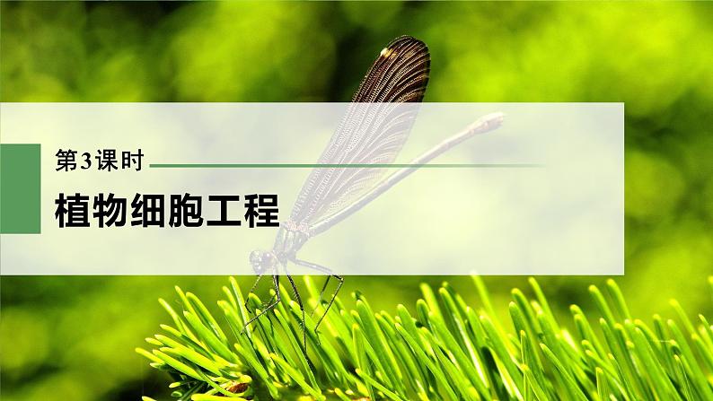 新人教新高考生物一轮复习课件  第10单元 第3课时　植物细胞工程03