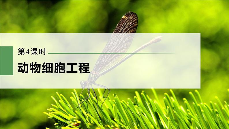 新人教新高考生物一轮复习课件  第10单元 第4课时　动物细胞工程第3页