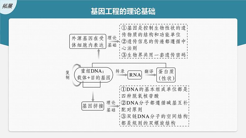 新人教新高考生物一轮复习课件  第10单元 第6课时　基因工程的基本工具和基本操作程序第8页