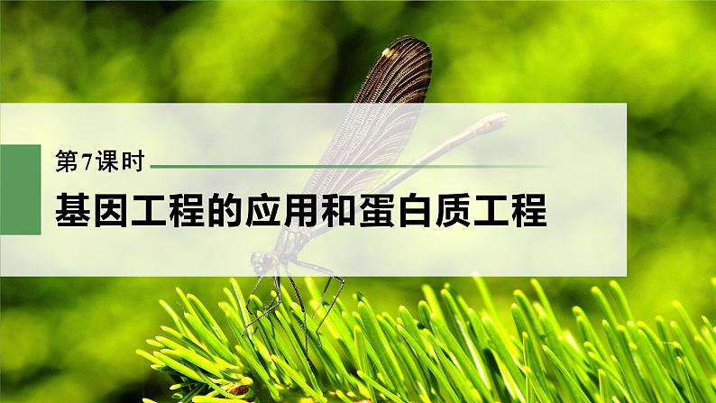 新人教新高考生物一轮复习课件  第10单元 第7课时　基因工程的应用和蛋白质工程03