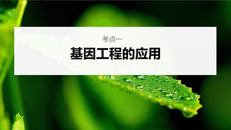 新人教新高考生物一轮复习课件  第10单元 第7课时　基因工程的应用和蛋白质工程06