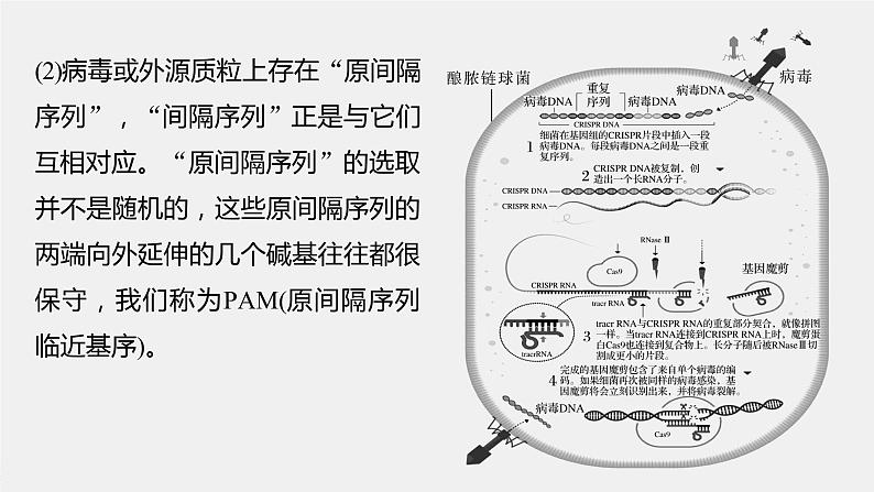 新人教新高考生物一轮复习课件  第10单元 解惑练5　CRISPRCas9技术第5页