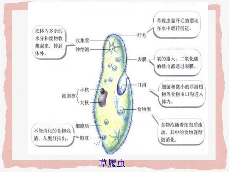 第一章《走近细胞》包含两节课件第3页