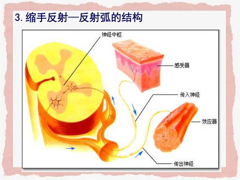 第一章《走近细胞》包含两节课件第5页