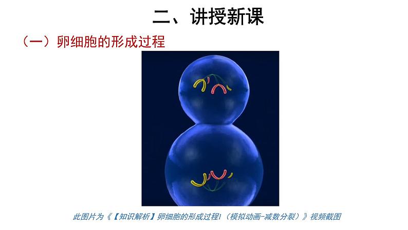 高中生物第二册 (教学课件)第1节 减数分裂和受精作用 第2课时 示范课件29第6页