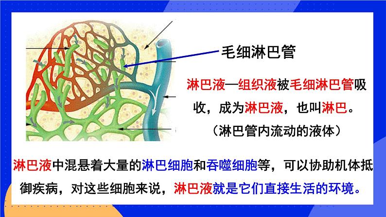 人教版高中生物选修一 1.1 细胞生活的环境  课件+教案+导学案08