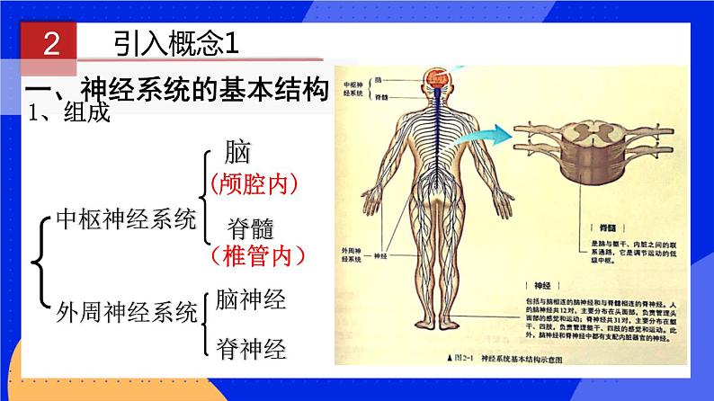 人教版高中生物选修一 2.1 神经调节的结构基础   课件+教案+导学案05