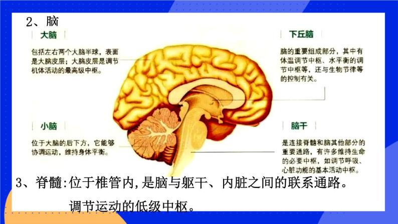 人教版高中生物选修一 2.1 神经调节的结构基础   课件+教案+导学案06