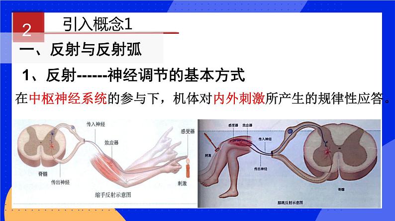 人教版高中生物选修一 2.2 神经调节的基本方式   课件+教案+导学案05