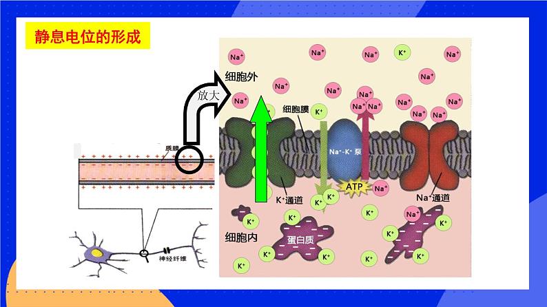 人教版高中生物选修一 2.3 神经冲动的产生和传导   课件+教案+导学案06