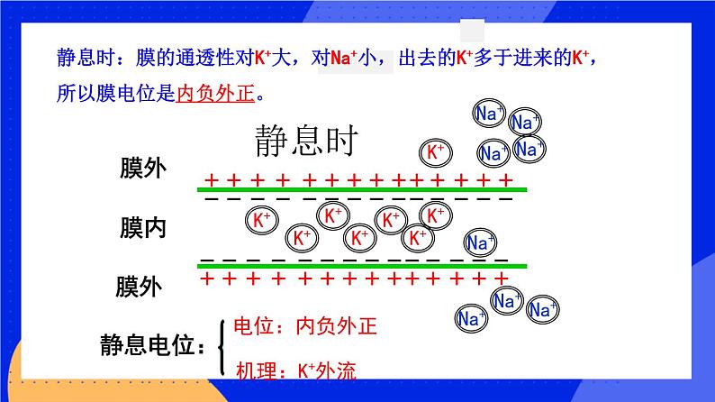 人教版高中生物选修一 2.3 神经冲动的产生和传导   课件+教案+导学案07