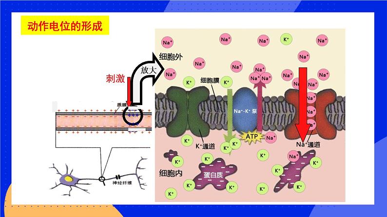 人教版高中生物选修一 2.3 神经冲动的产生和传导   课件+教案+导学案08