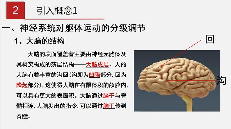 人教版高中生物选修一 2.4 神经系统的分级调节    课件+教案+导学案05