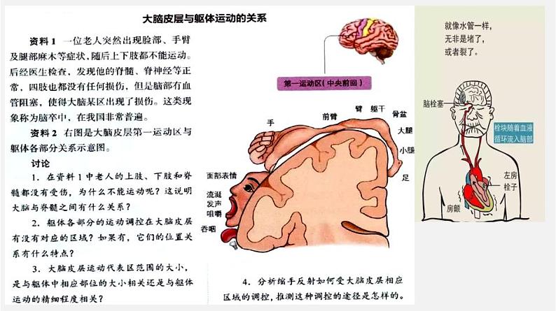 人教版高中生物选修一 2.4 神经系统的分级调节    课件+教案+导学案07