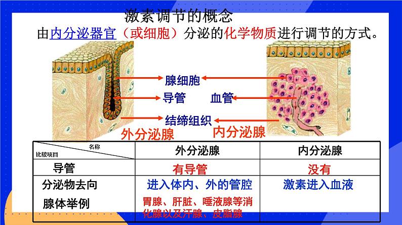 人教版高中生物选修一 3.1 激素与内分泌系统   课件+教案+导学案05