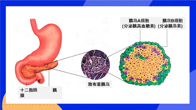 人教版高中生物选修一 3.2 激素调节的过程  课件+教案+导学案06