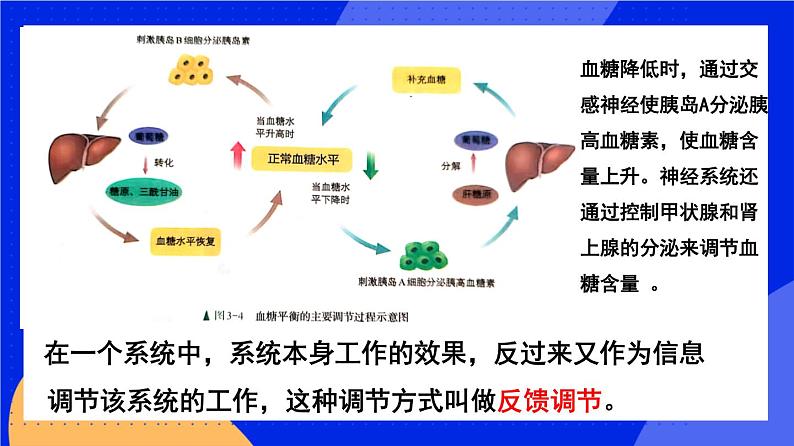 人教版高中生物选修一 3.2 激素调节的过程  课件+教案+导学案08