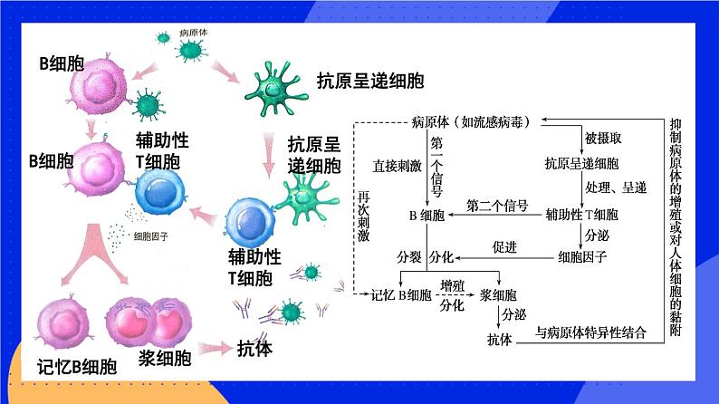 人教版高中生物选修一 4.2 特异性免疫  课件+教案+导学案07