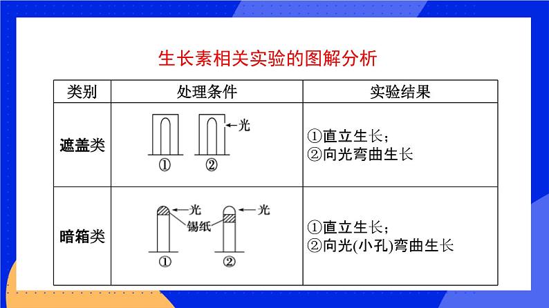 人教版高中生物选修一 5.1.2 植物生长激素    课件+教案+导学案04