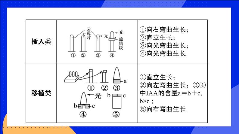 人教版高中生物选修一 5.1.2 植物生长激素    课件+教案+导学案05