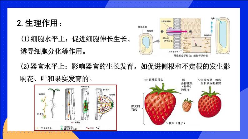 人教版高中生物选修一 5.1.2 植物生长激素    课件+教案+导学案08