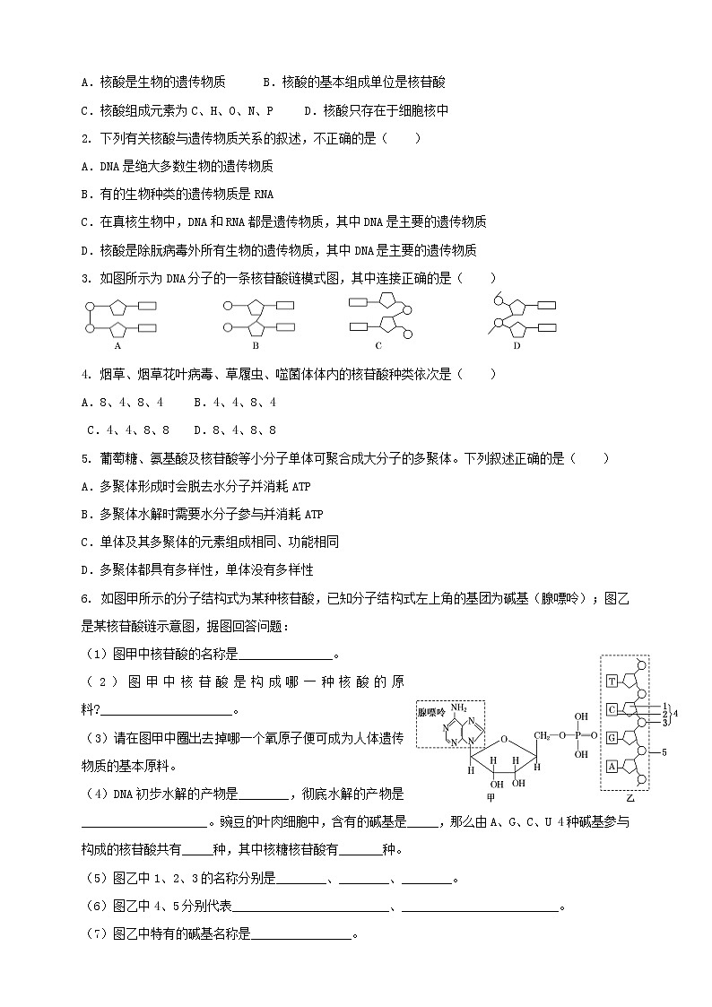 高中生物第一册 2 5核酸是遗传信息的携带者  学案第3页