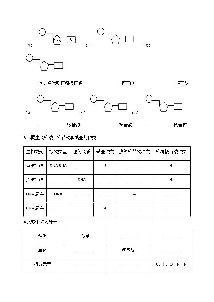 高中生物第一册 (学案)第二章第5节核酸是遗传信息的携带者第3页
