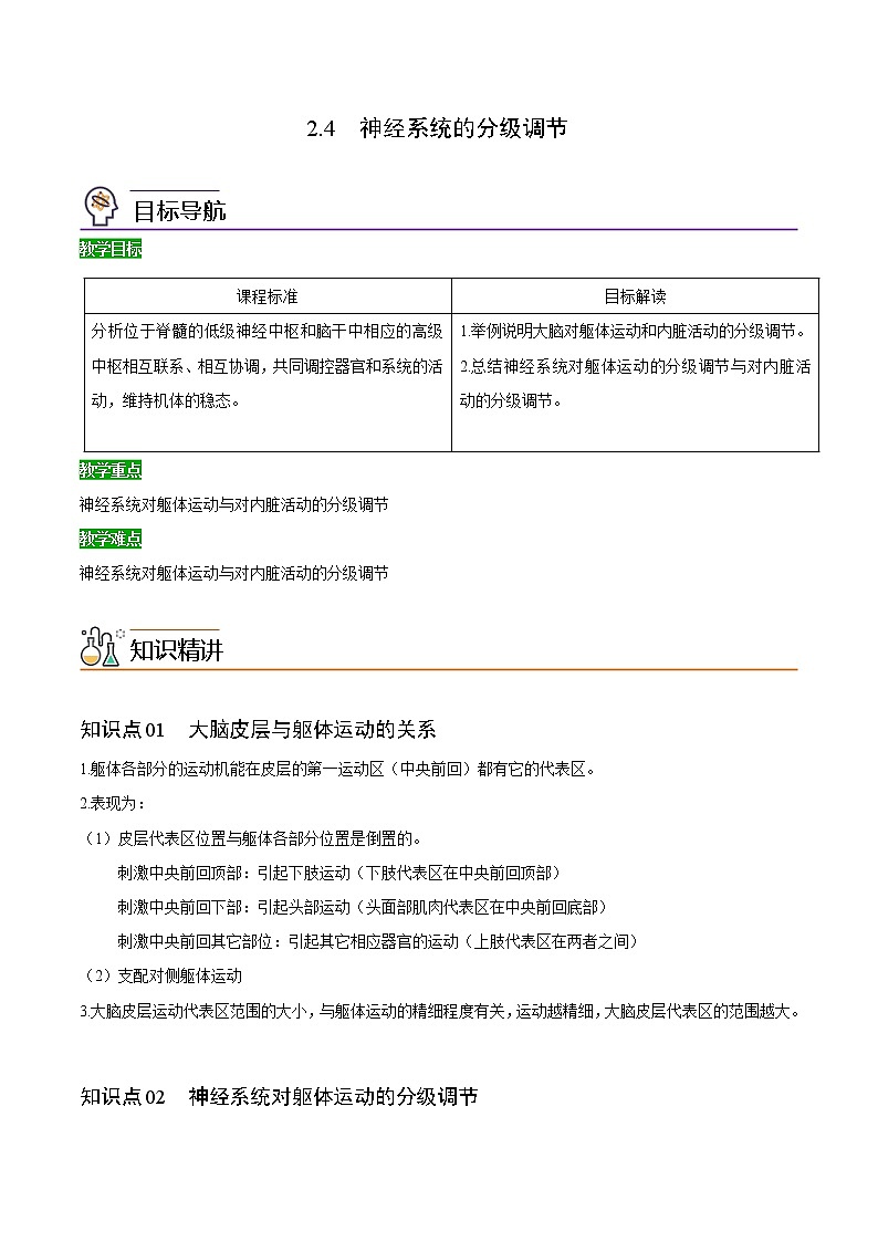 2.4 神经系统的分级调节（教师版）-高二生物同步精品讲义（人教版2019选择性必修1）第1页