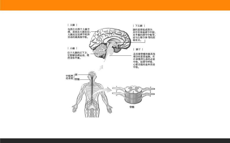 2.1神经调节的结构基础课件PPT03