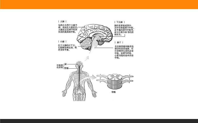 2.1神经调节的结构基础课件PPT03