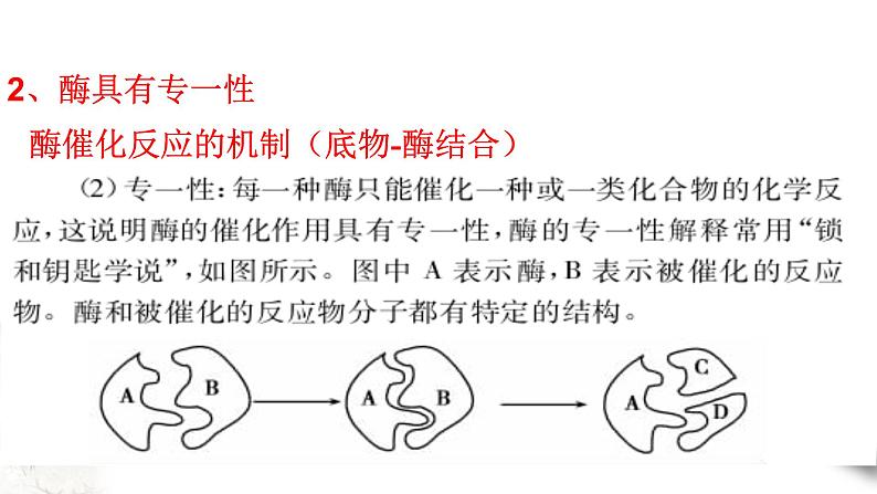 高中生物第一册 5 1 2 降低化学反应活化能的酶 课件第6页