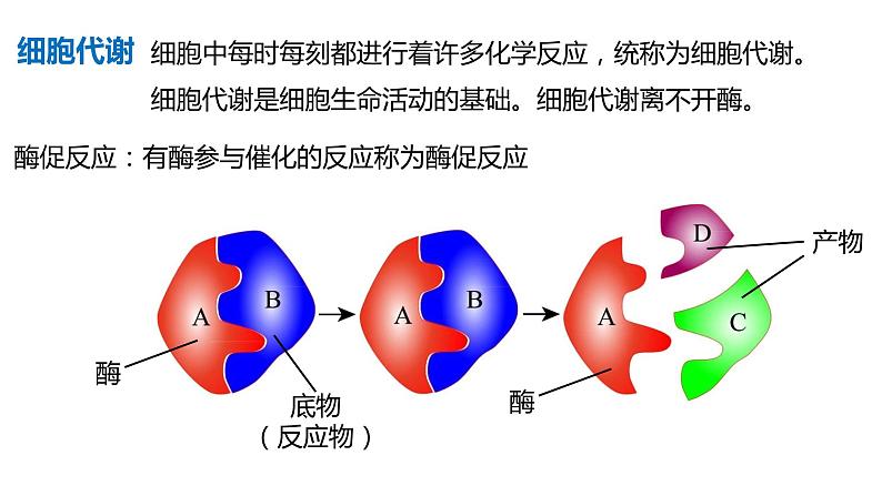 高中生物第一册 5 1降低化学反应活化能的酶 课件06