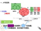 高中生物第一册 5 2 细胞的能量“通货”ATP 课件