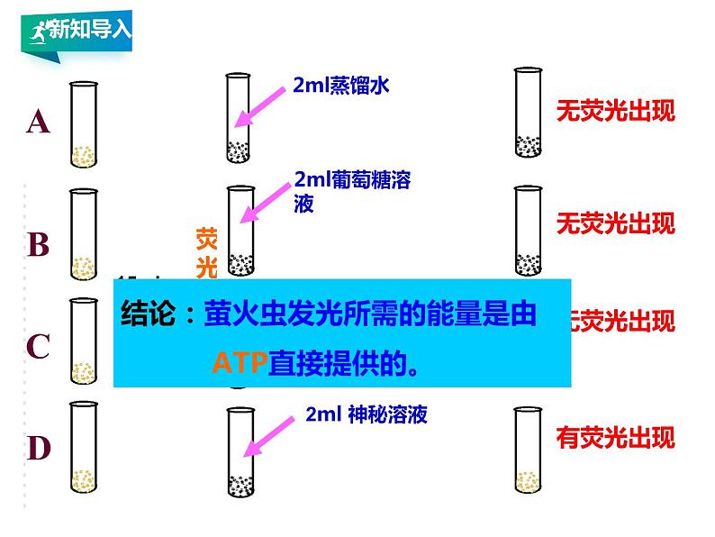 高中生物第一册 5 2细胞的能量“货币“ATP课件PPT第4页