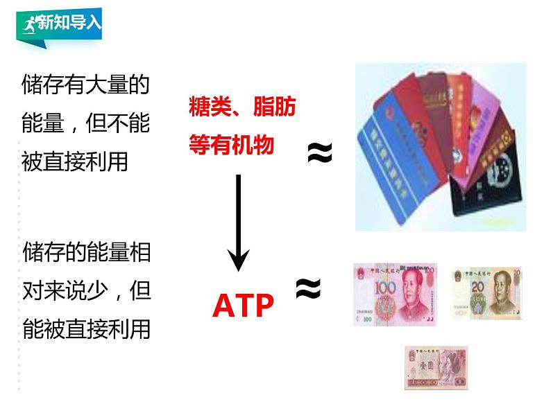 高中生物第一册 5 2细胞的能量“货币“ATP课件PPT第6页