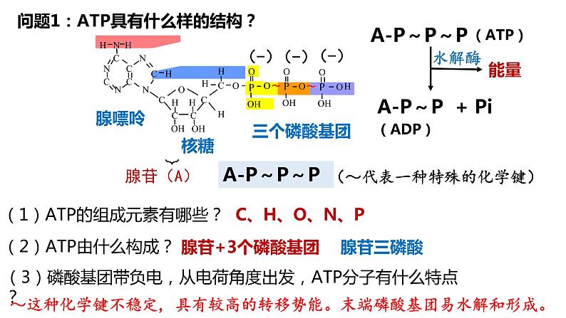 高中生物第一册 5 2细胞的能量货币——ATP 课件第3页