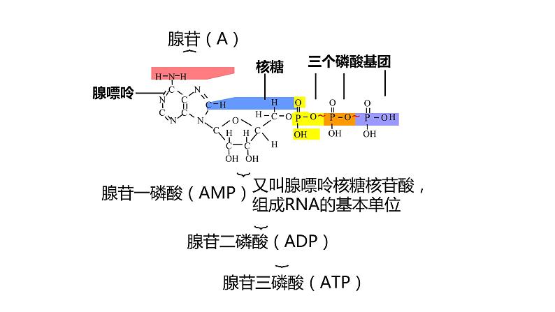 高中生物第一册 5 2细胞的能量货币——ATP 课件第4页